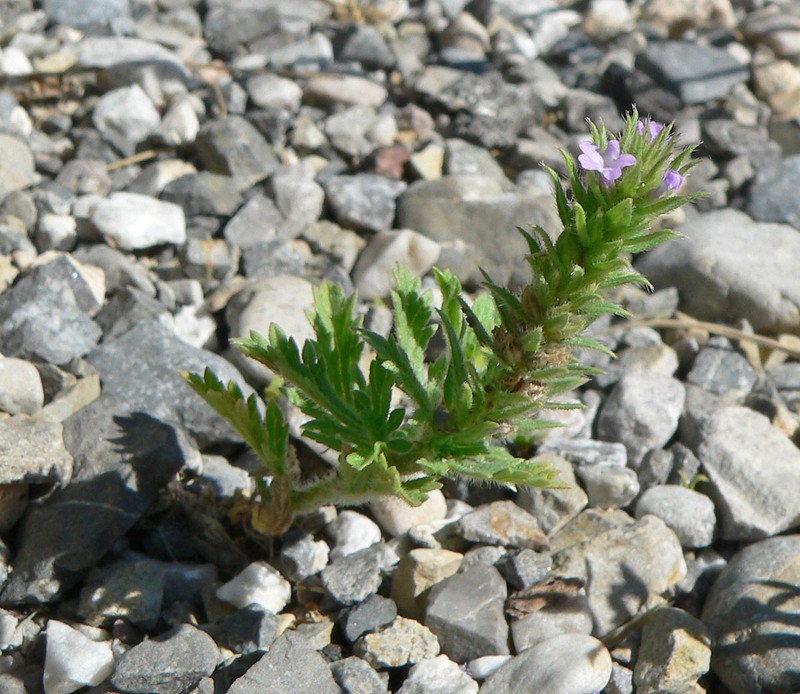 Bigbract Verbena