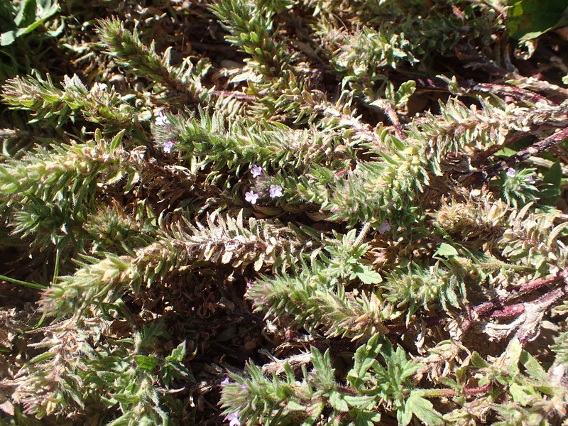 Bigbract Verbena photo 3