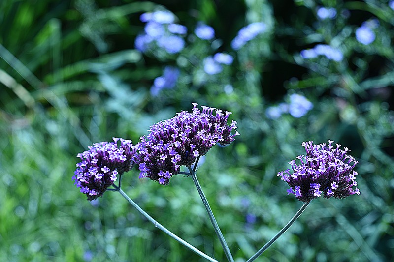 Brazilian Vervain photo 4