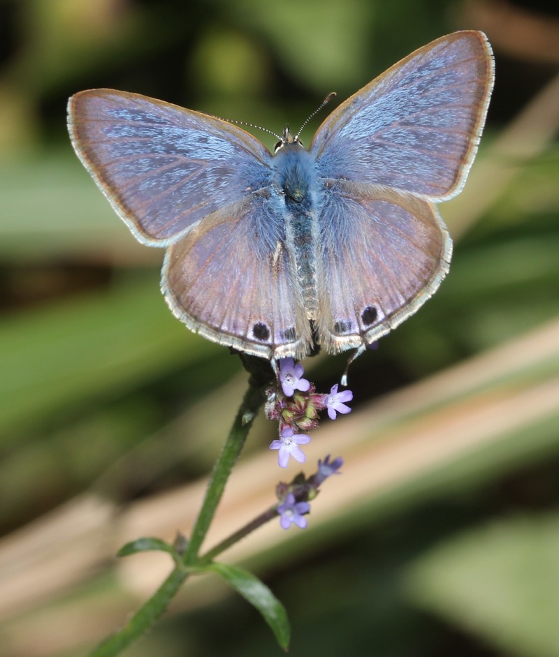 Brazilian Vervain photo 5
