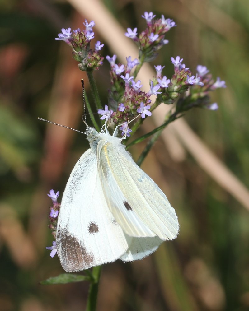 Brazilian Vervain photo 6