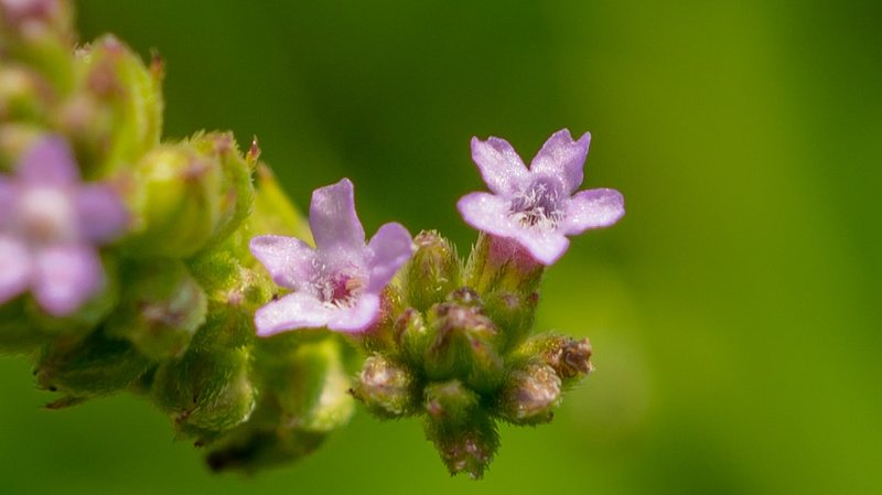 Brazilian Vervain photo 7