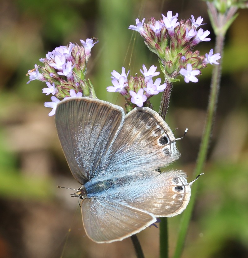 Brazilian Vervain photo 2
