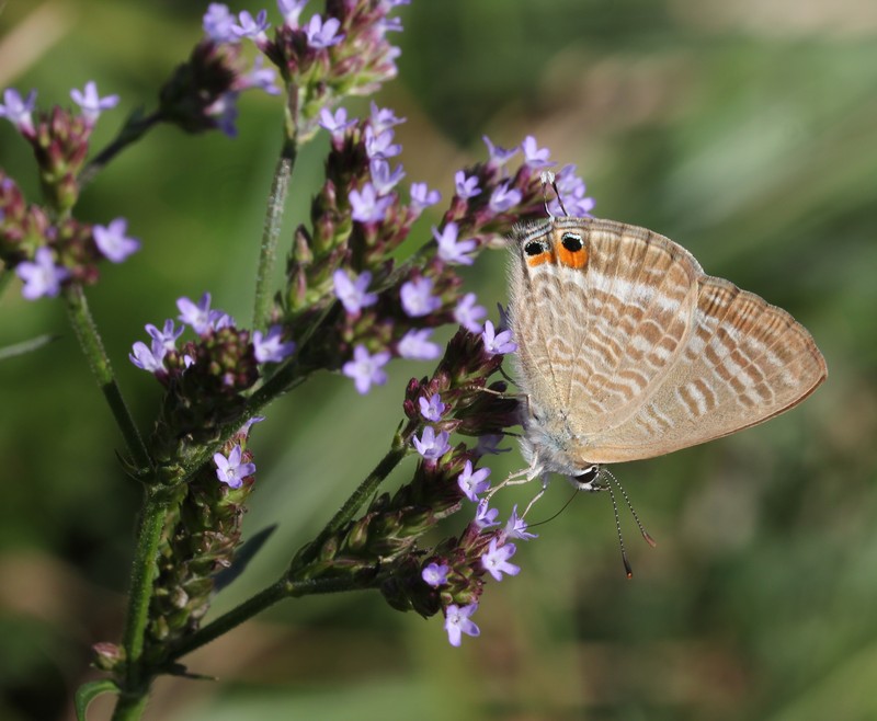 Brazilian Vervain photo 3