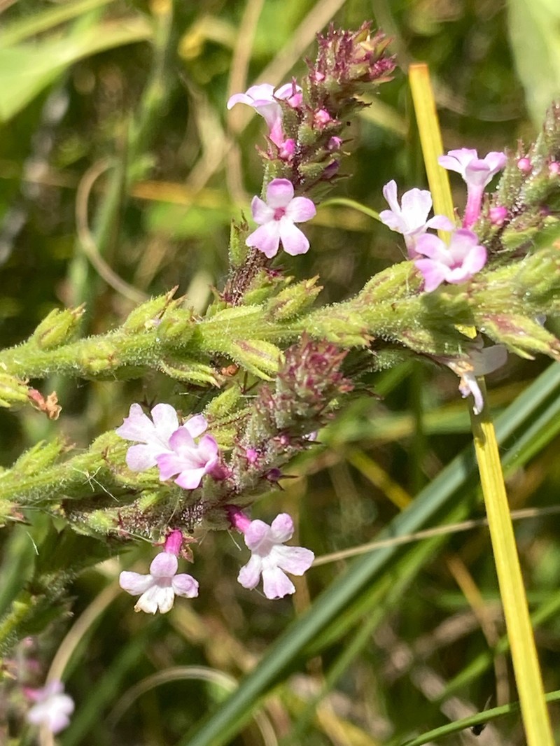 Red Hills Vervain