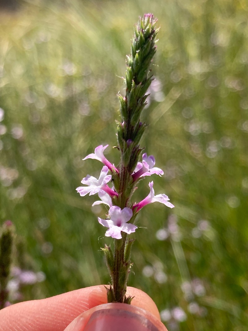 Red Hills Vervain photo 2