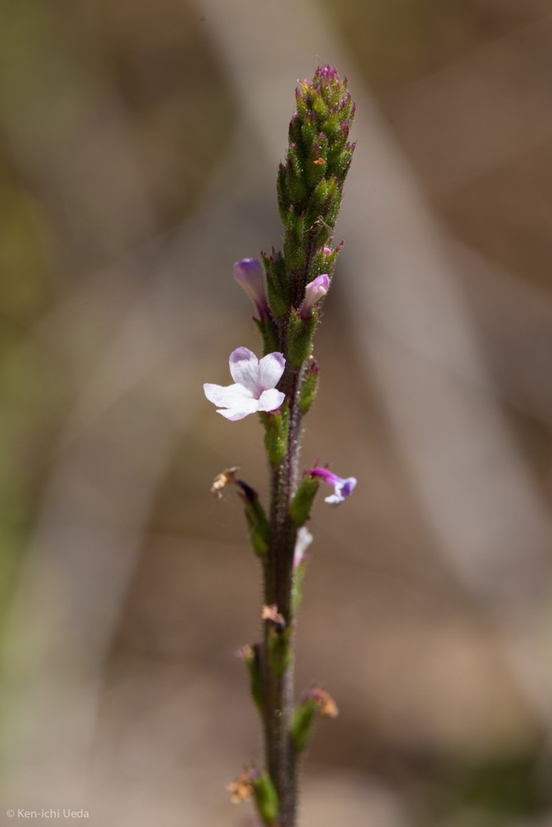 Red Hills Vervain photo 3