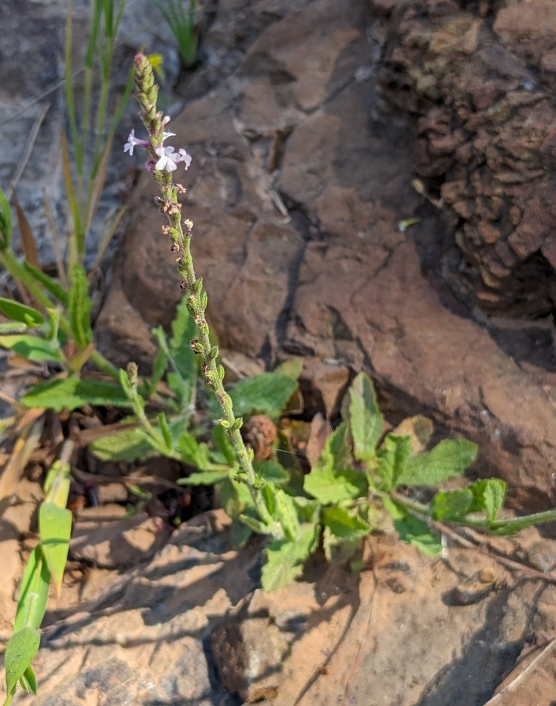 Red Hills Vervain photo 5