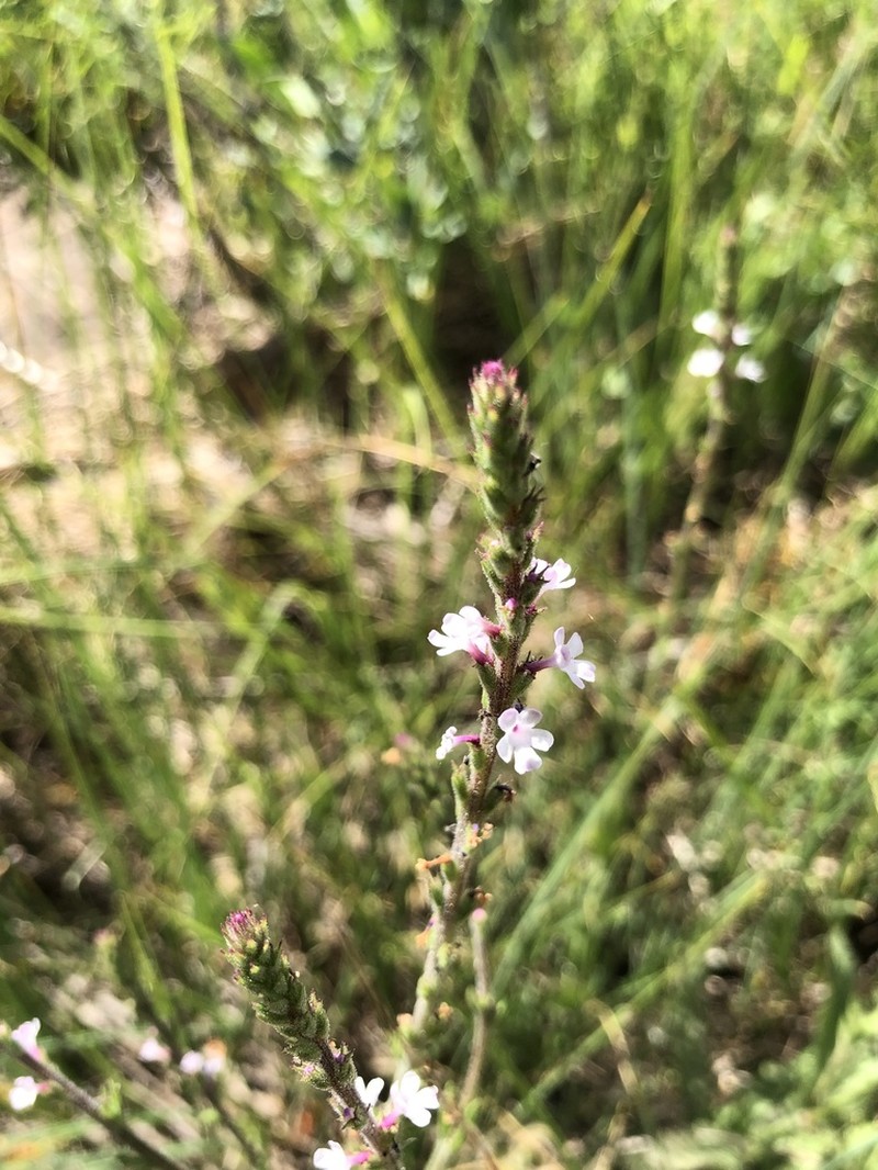 Red Hills Vervain photo 6