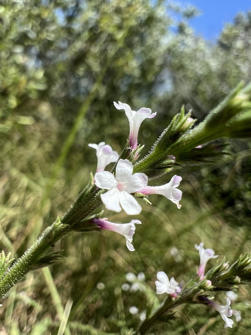 Red Hills Vervain photo 7
