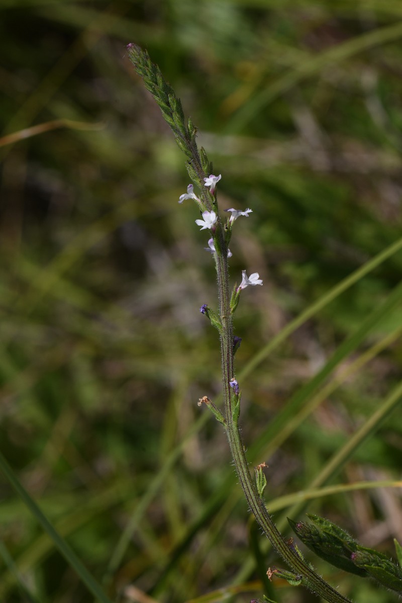 Red Hills Vervain photo 8