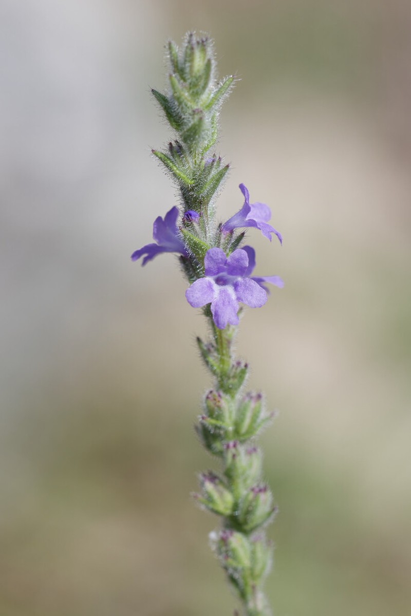 Gray Vervain photo 4