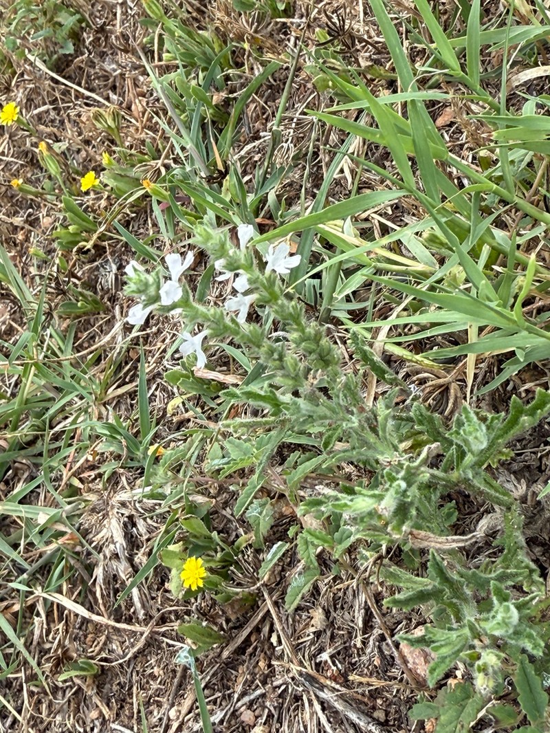 Gray Vervain photo 5