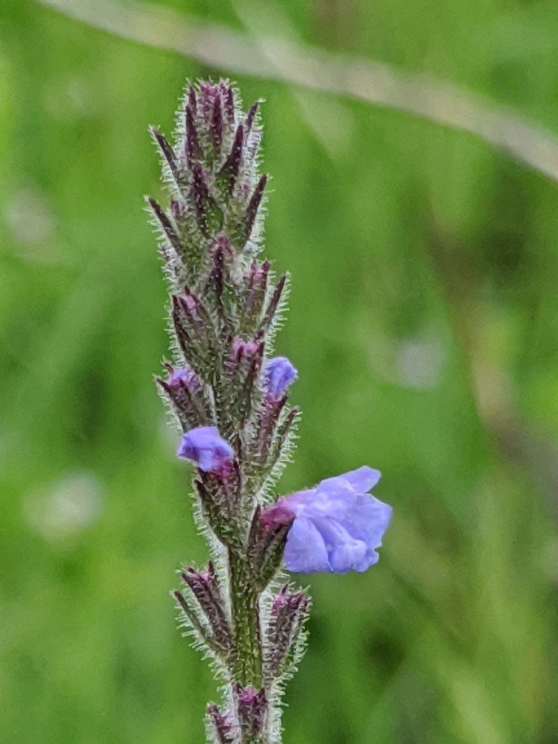 Gray Vervain photo 6