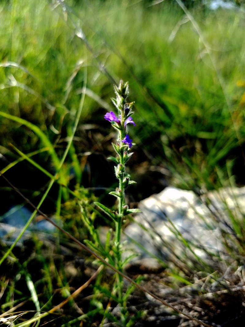 Gray Vervain photo 7