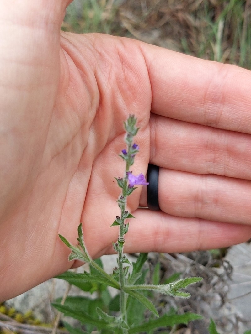 Gray Vervain photo 8