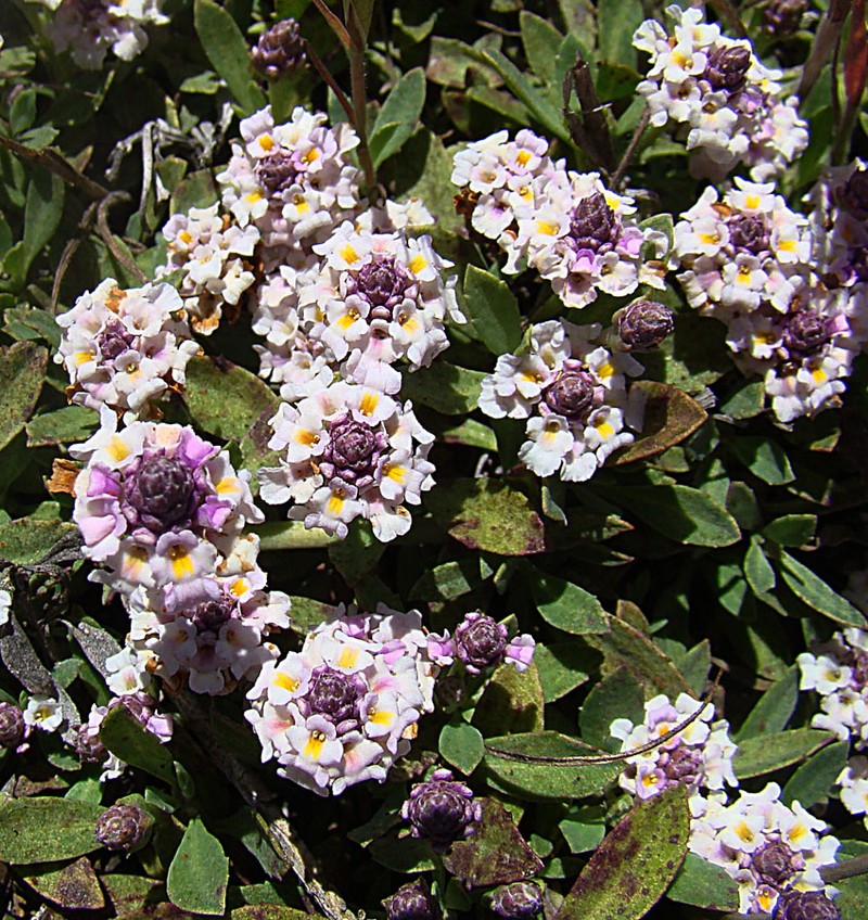 Gray Vervain photo 3