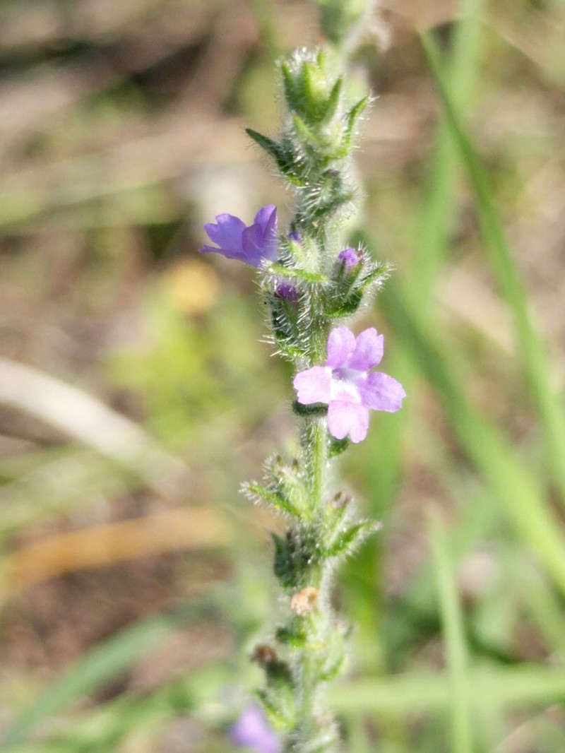 Gray Vervain photo 5