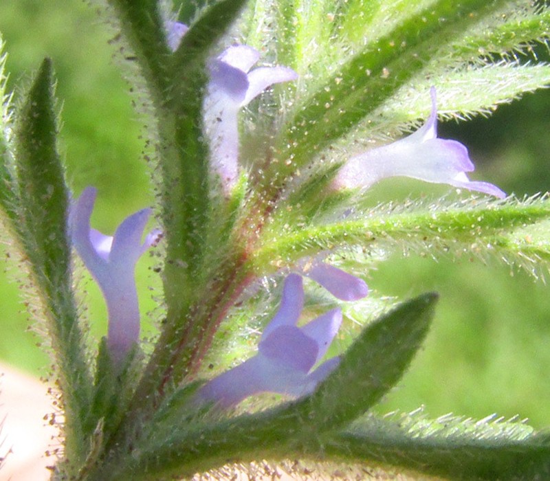 Gray Vervain