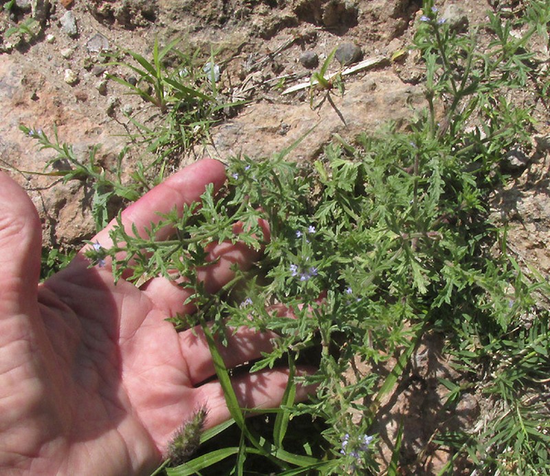 Gray Vervain photo 6