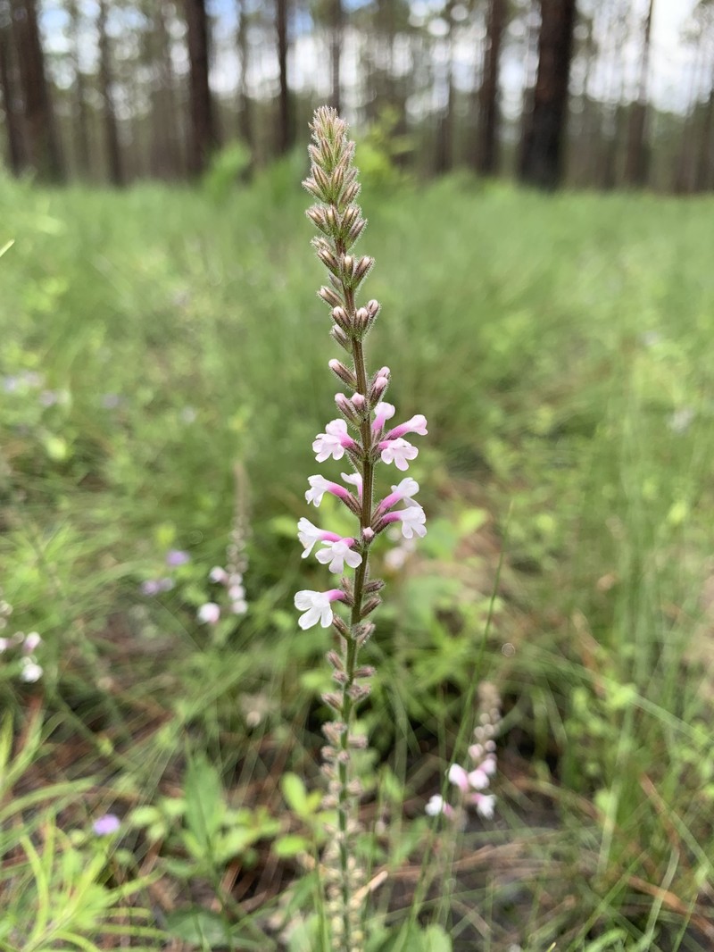 Carolina False Vervain