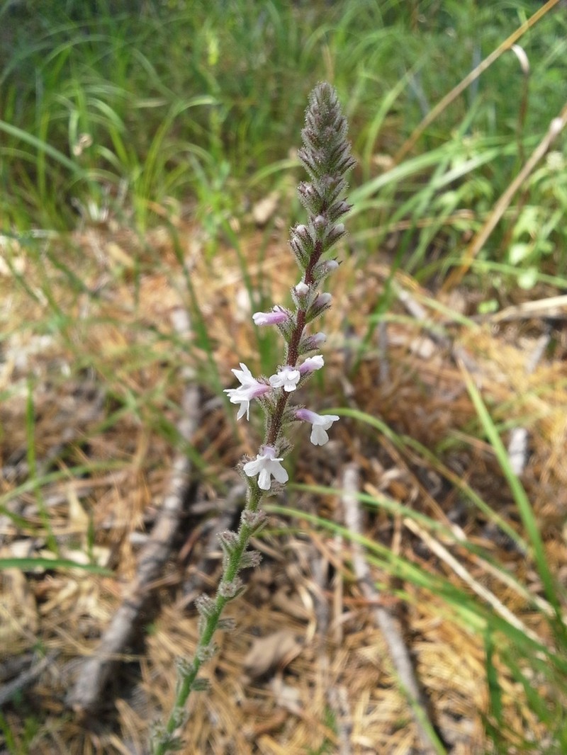 Carolina False Vervain photo 2