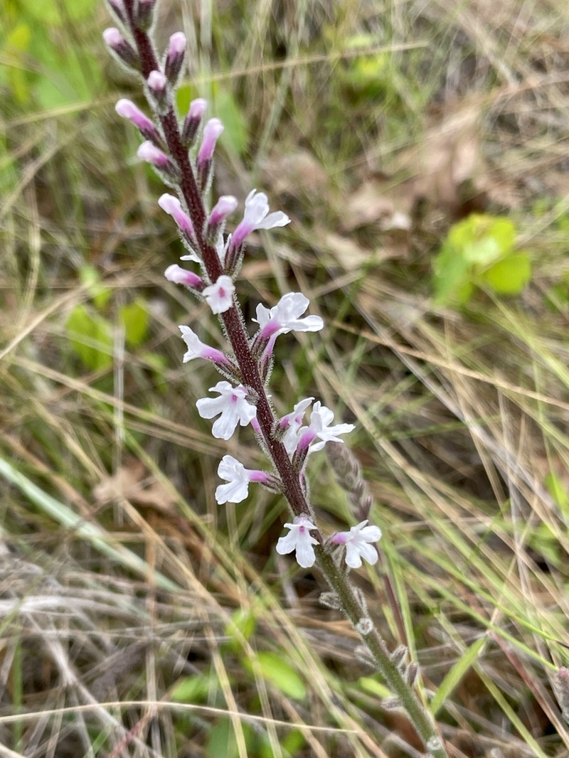 Carolina False Vervain photo 3