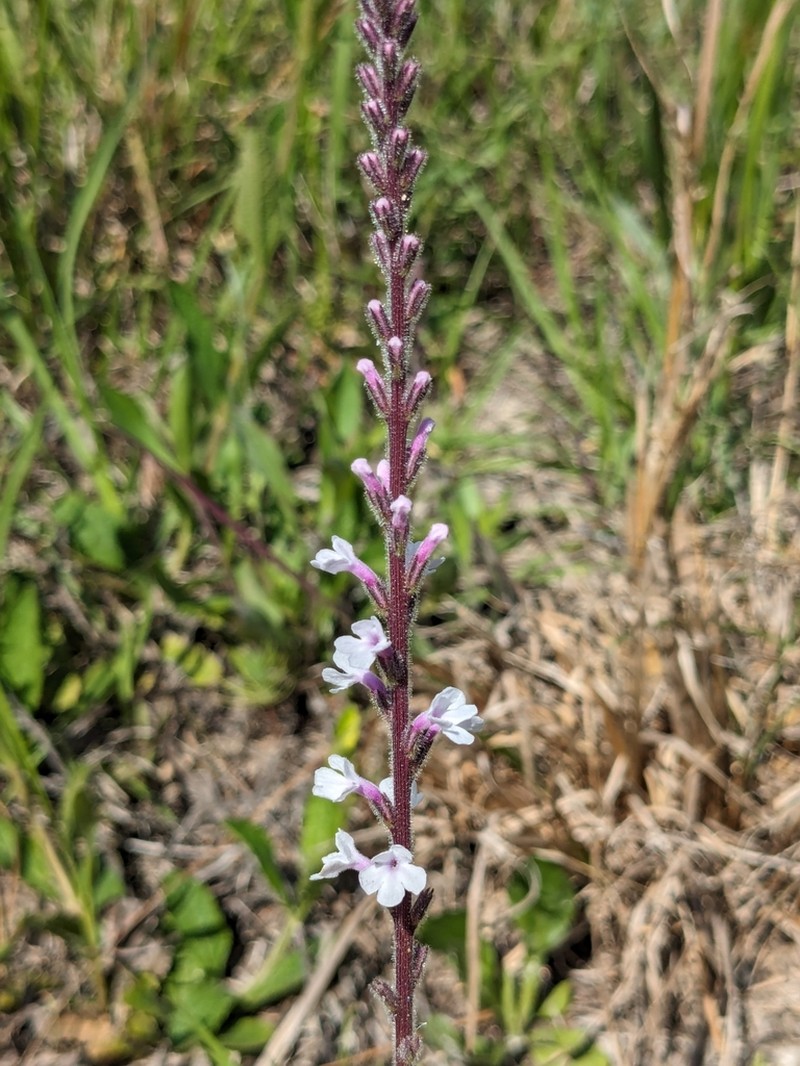 Carolina False Vervain photo 4