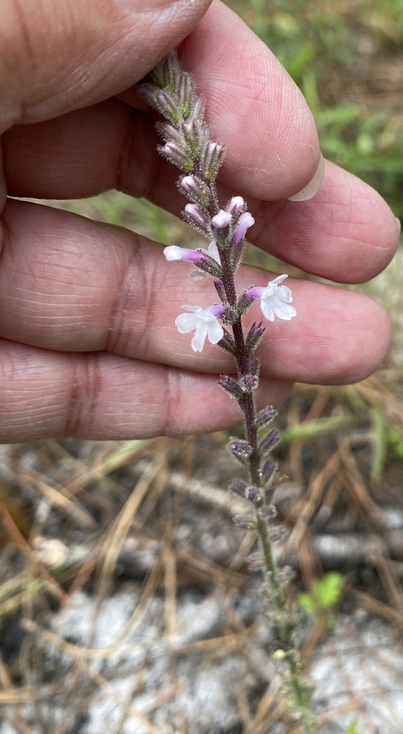 Carolina False Vervain photo 5