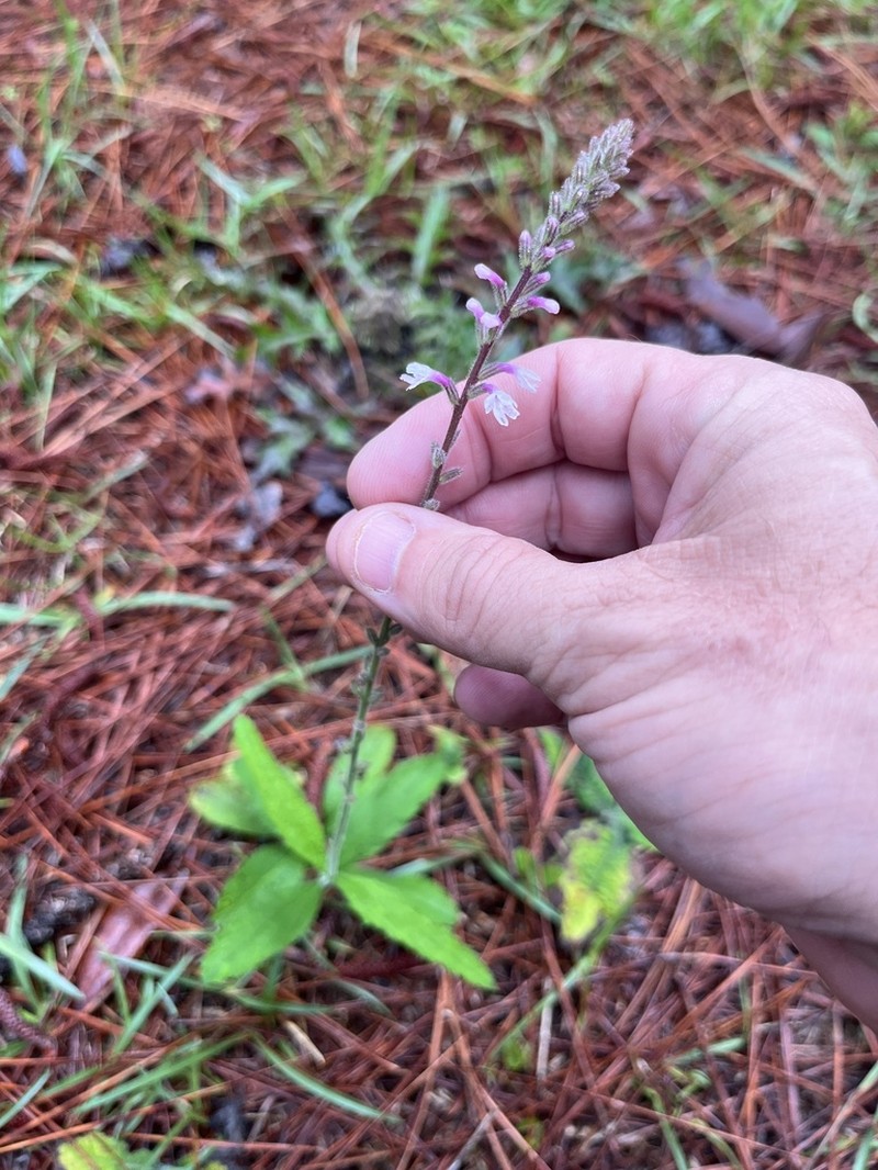 Carolina False Vervain photo 6