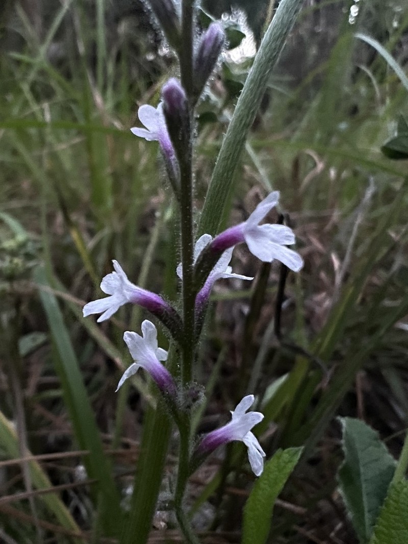 Carolina False Vervain photo 7