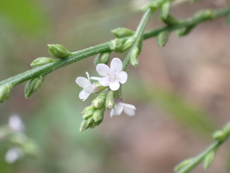 Carolina Vervain