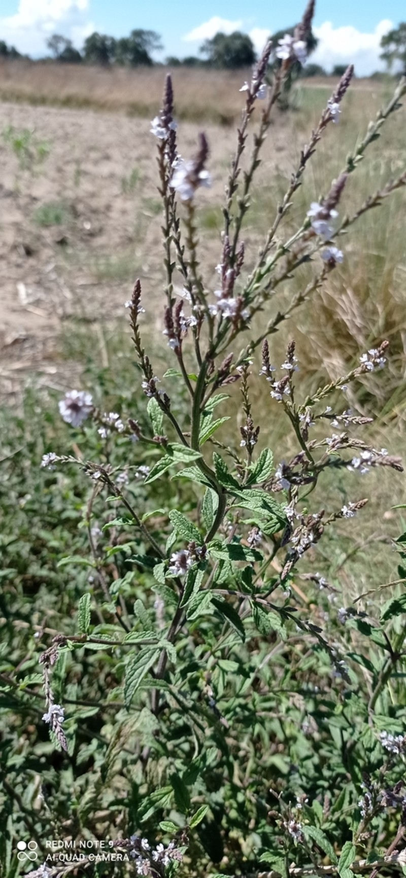 Carolina Vervain photo 3