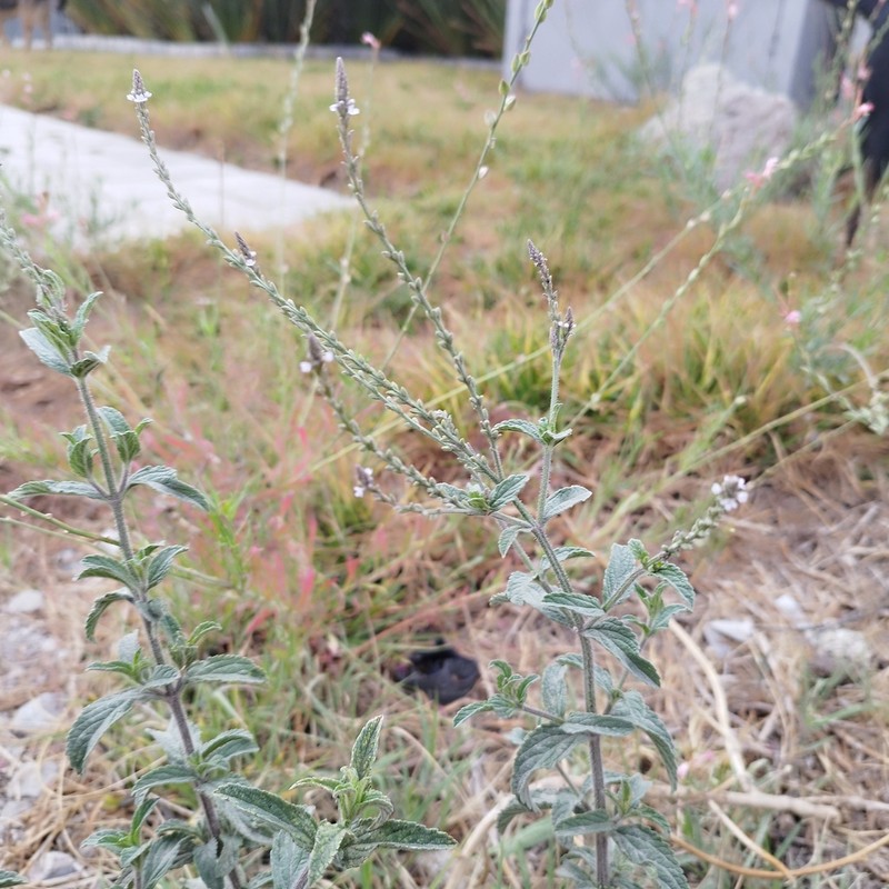 Carolina Vervain photo 7