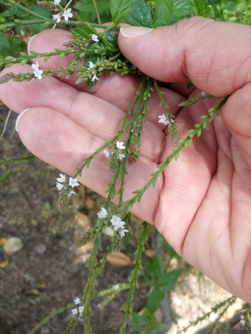 Verbena photo 2