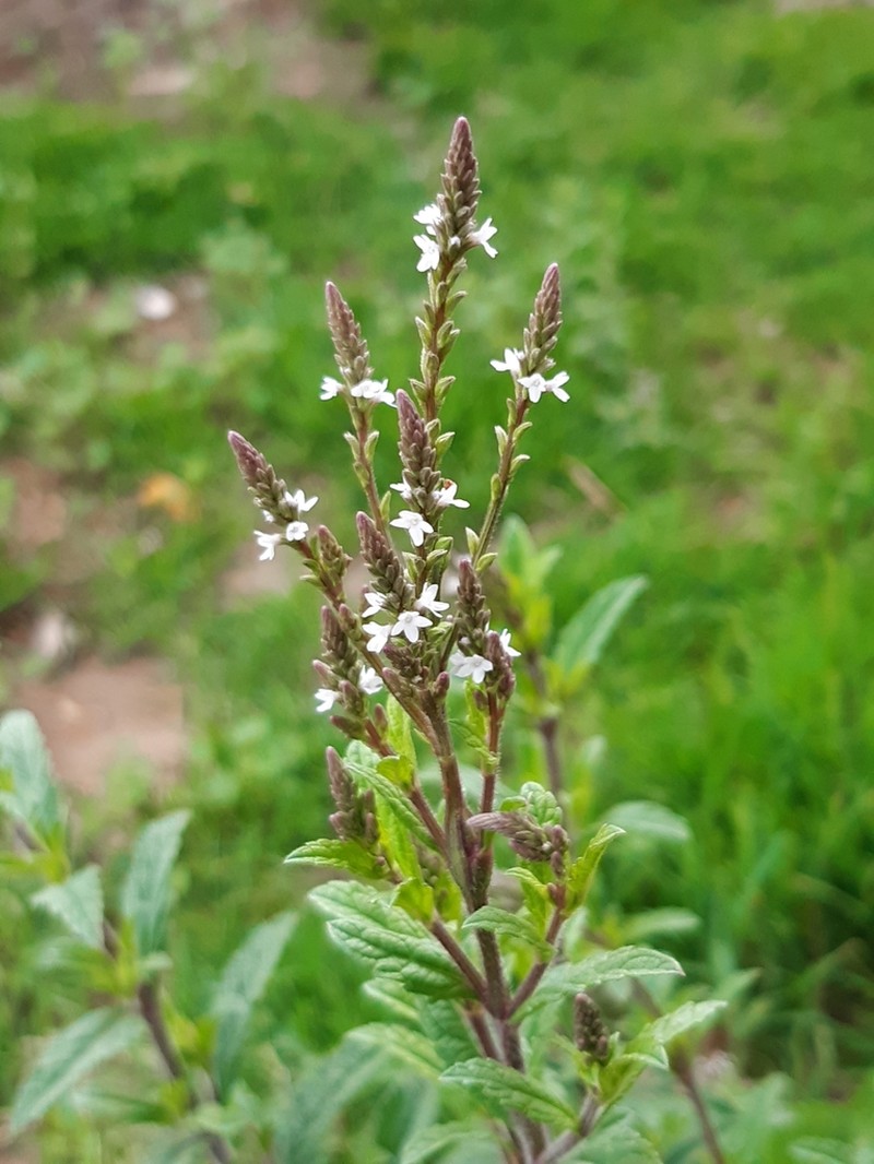 Verbena photo 4