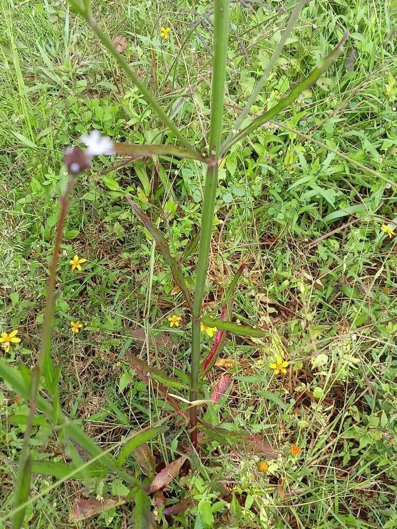 Verbena photo 5