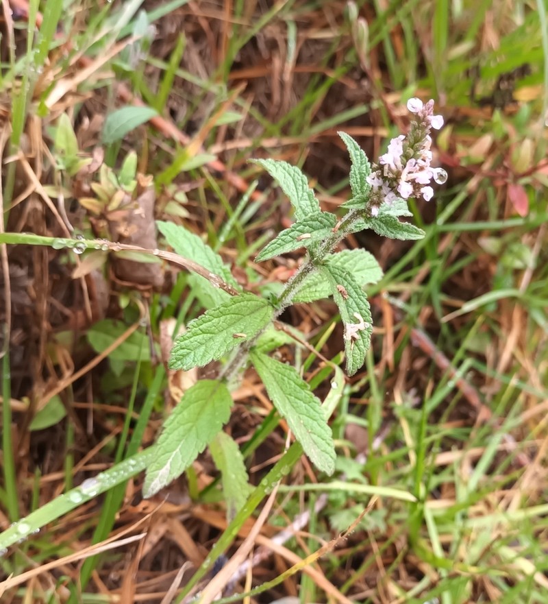 Verbena photo 6