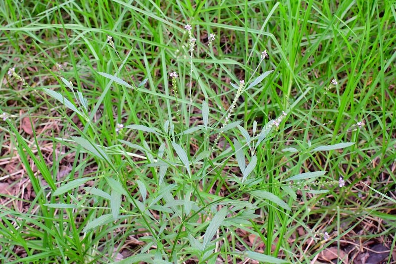 Verbena photo 8