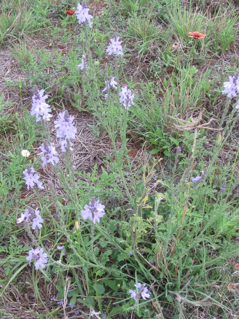 Clover's Vervain
