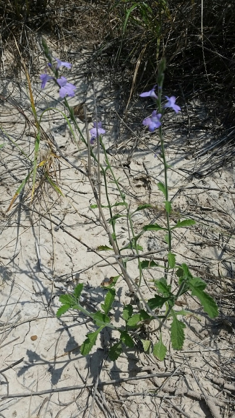 Clover's Vervain photo 2