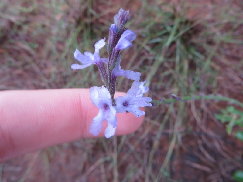 Clover's Vervain photo 3