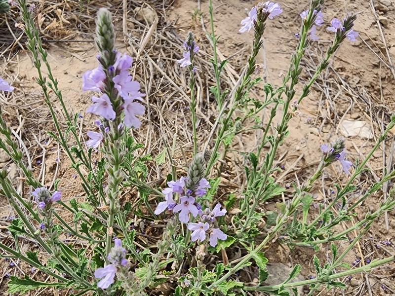 Clover's Vervain photo 4