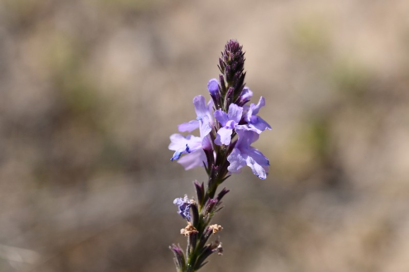 Clover's Vervain photo 5