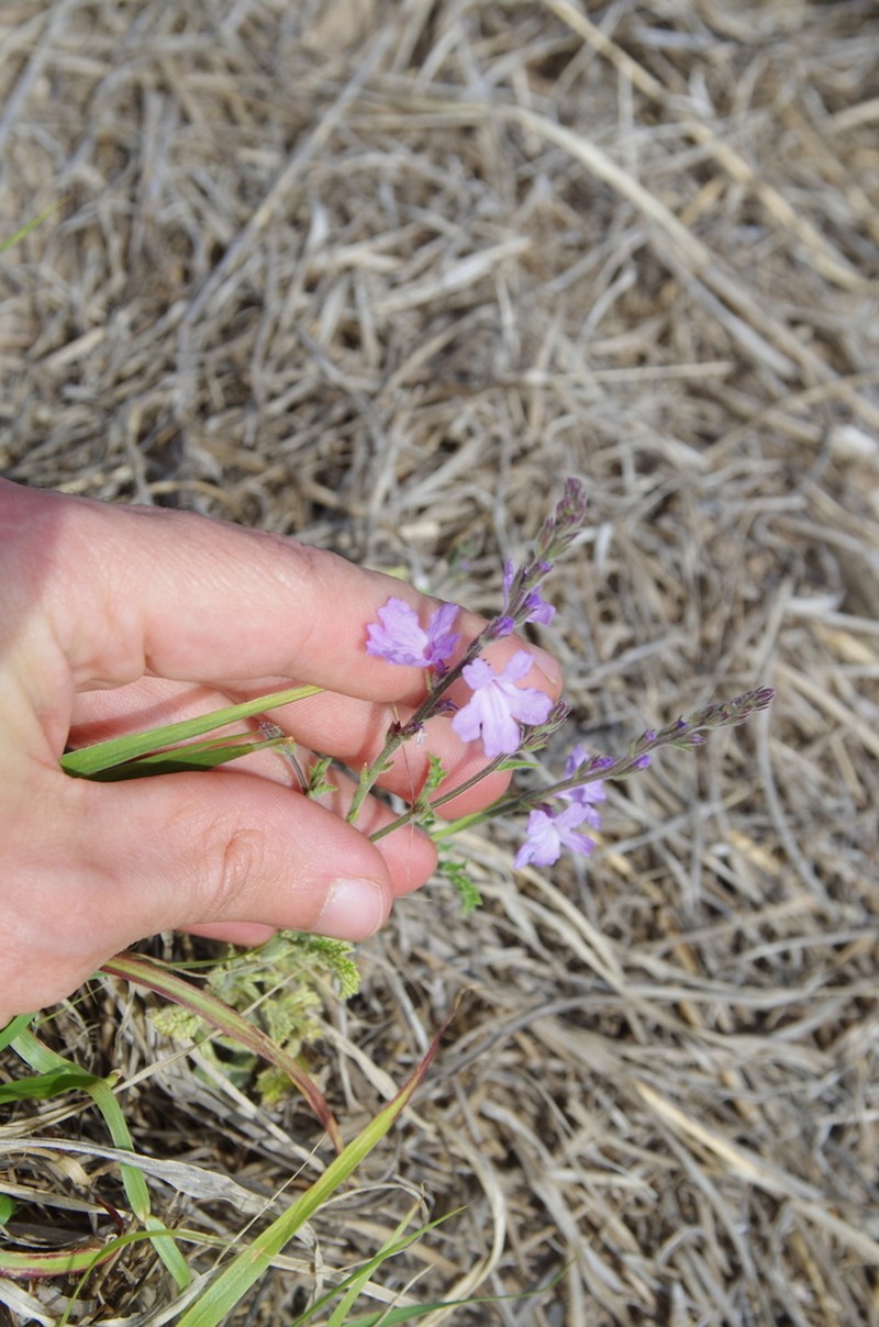 Clover's Vervain photo 6