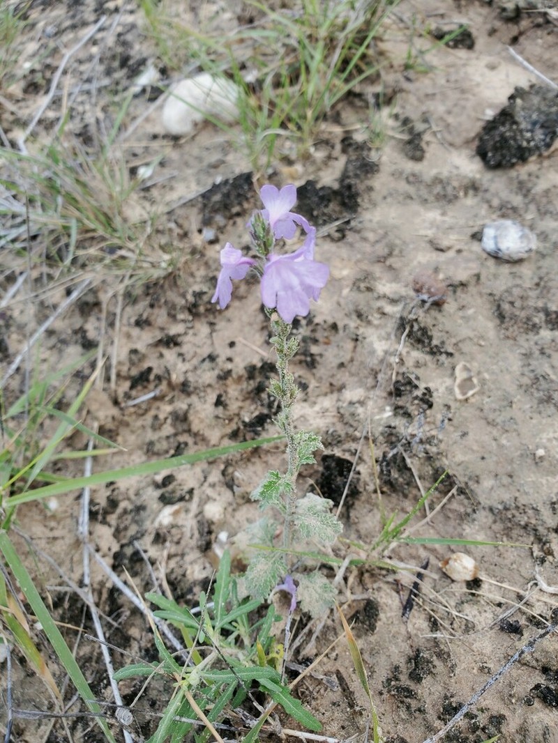 Clover's Vervain photo 7