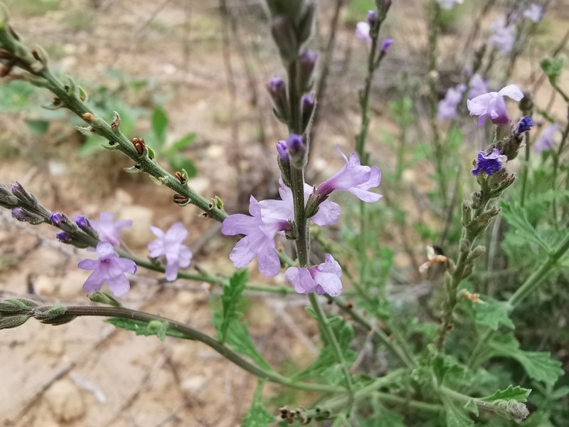 Clover's Vervain photo 8