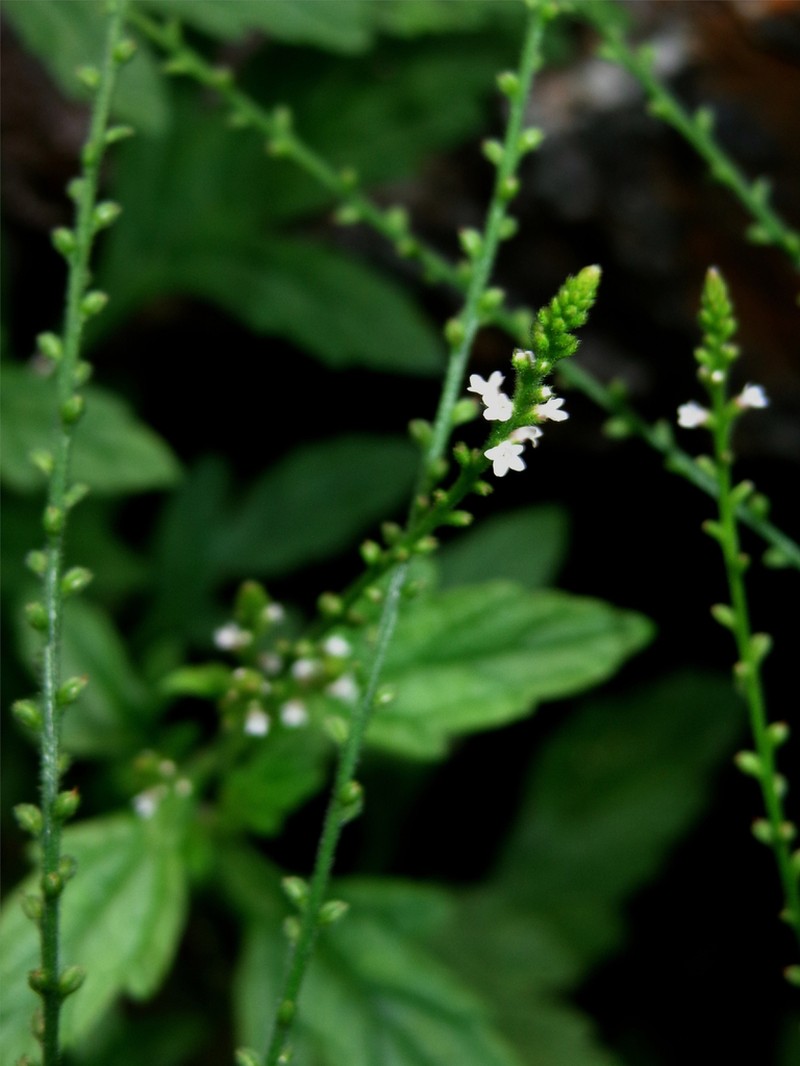 Ehrenberg's Vervain