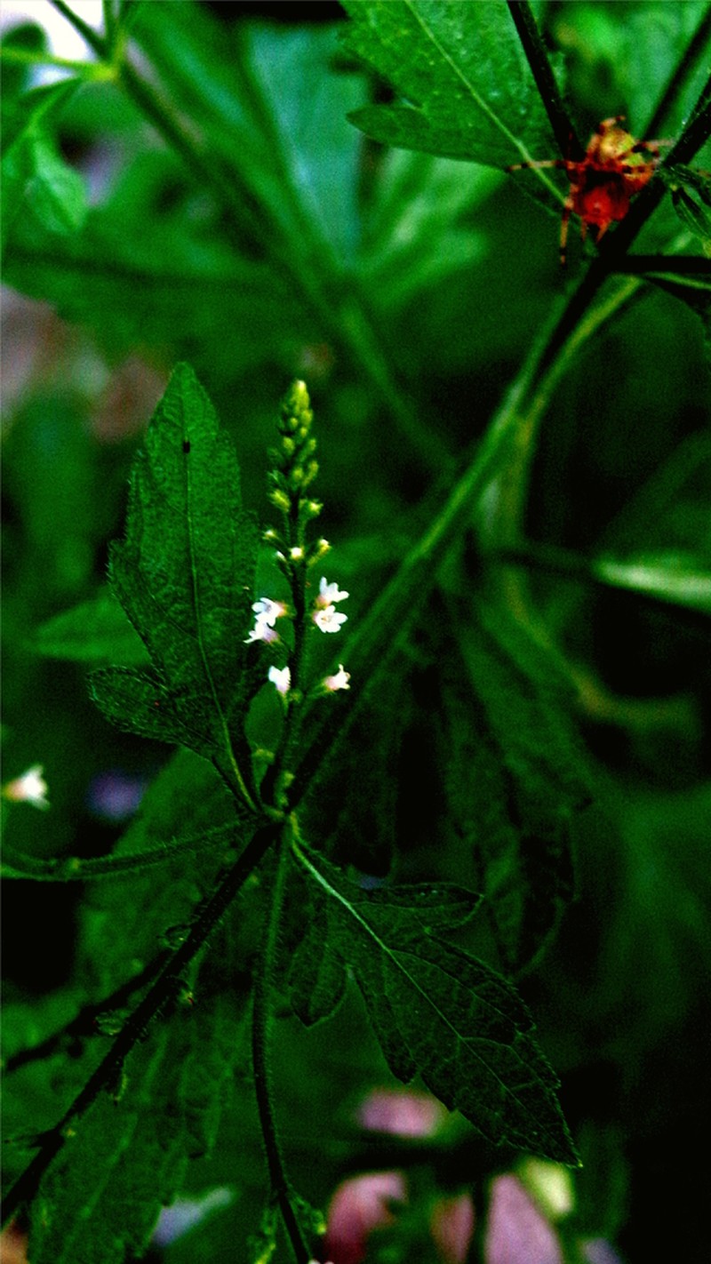 Ehrenberg's Vervain photo 2