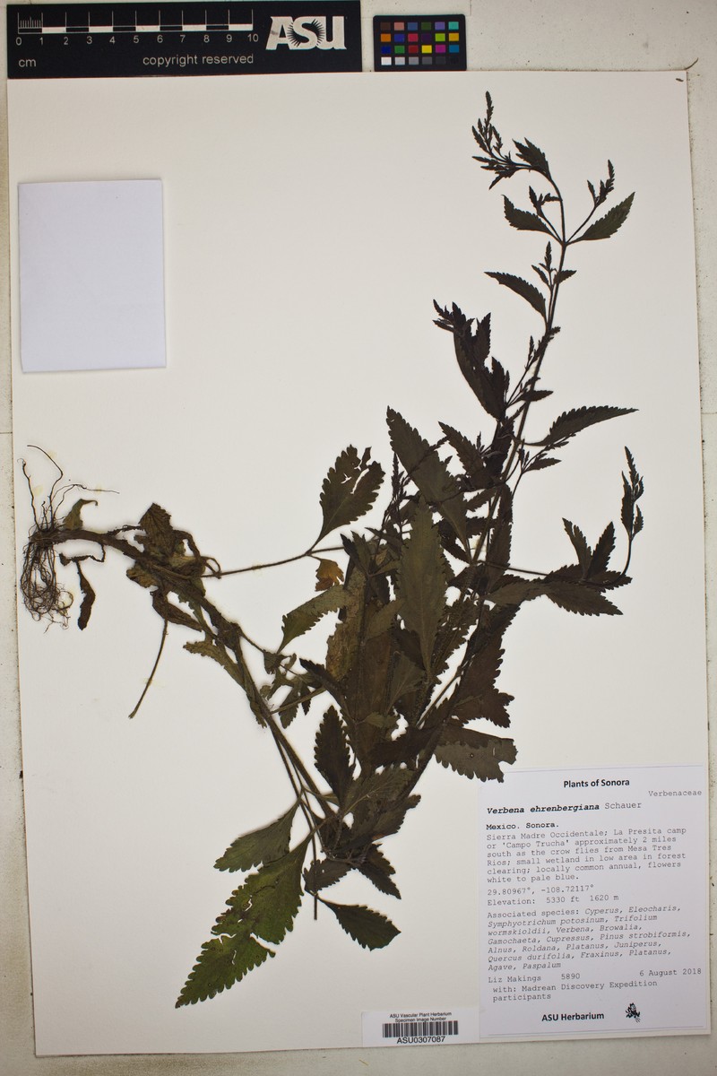 Ehrenberg's Vervain photo 3